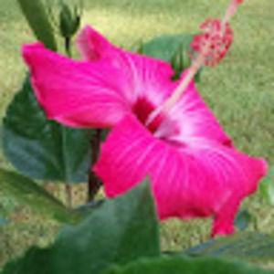 Meet your Posher, Barbara